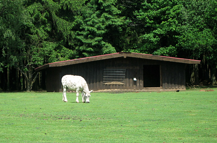 Esel im Wildpark Bad Marienberg im Westerwald